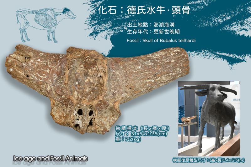化石:德氏水牛頭骨 Fossil:Skull of Bubalus teilhardi