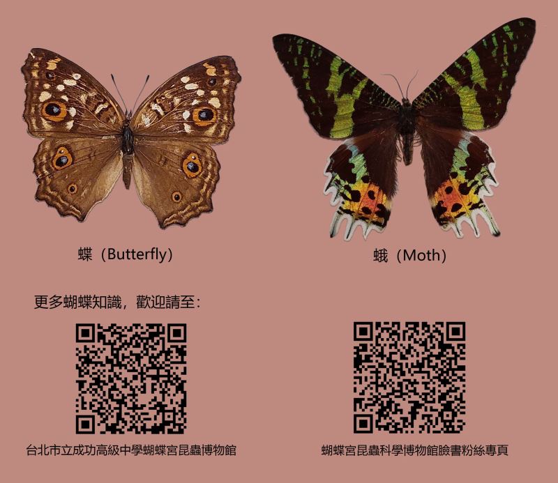 圖6_蝴蝶與蛾的區別就藏在觸鬚裡，掃描蝴蝶宮QR_CODE了解更多蝴蝶小知識