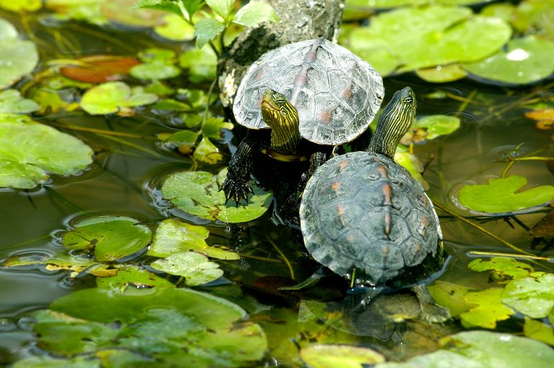 Sunbathing turtles