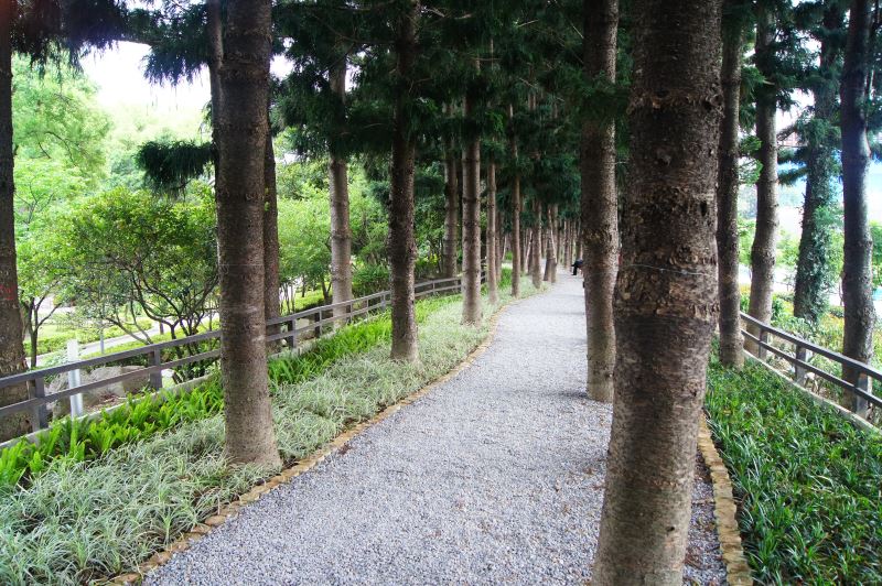 The forest trail-like Hoop Pine Walkway