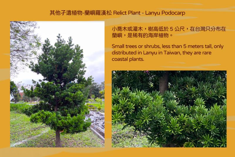 其他孑遺植物-蘭嶼羅漢松 Relict Plant - Lanyu Podocarp