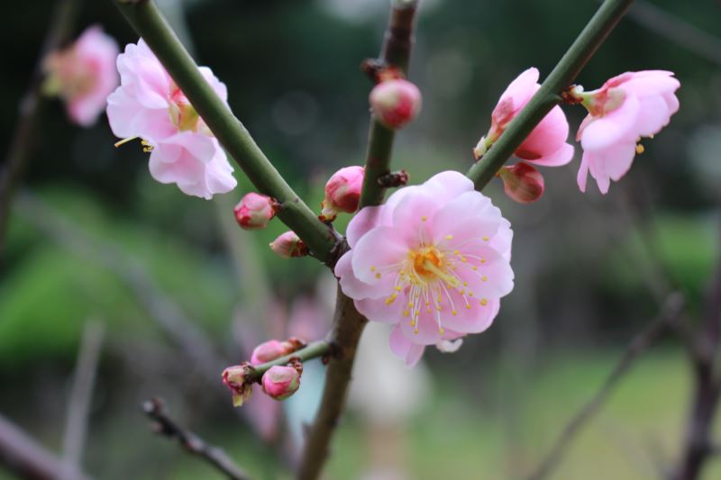 Recent photo of Gong-Fen Mume blossoms