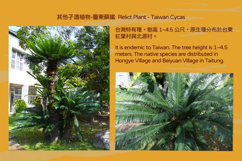 其他孑遺植物-臺東蘇鐵 Relict Plant - Taiwan Cycas