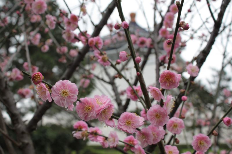 Gong-Fen Mume plum blossoms against the Memorial Hall