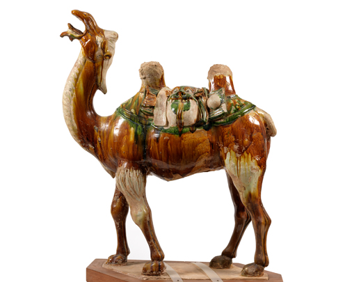 Tri-colour camel carrying rider