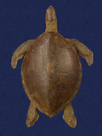 Rùa Biển Màu Xanh
