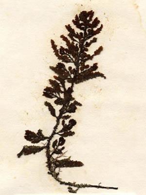 Alga Jenis Sargassum polycystum