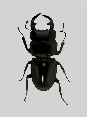Bọ Cánh Cứng Nanh Vuốt (Formosan Giant Stag Beetle)