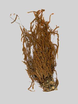 Lumut Jenis Taiwanobryum speciosum