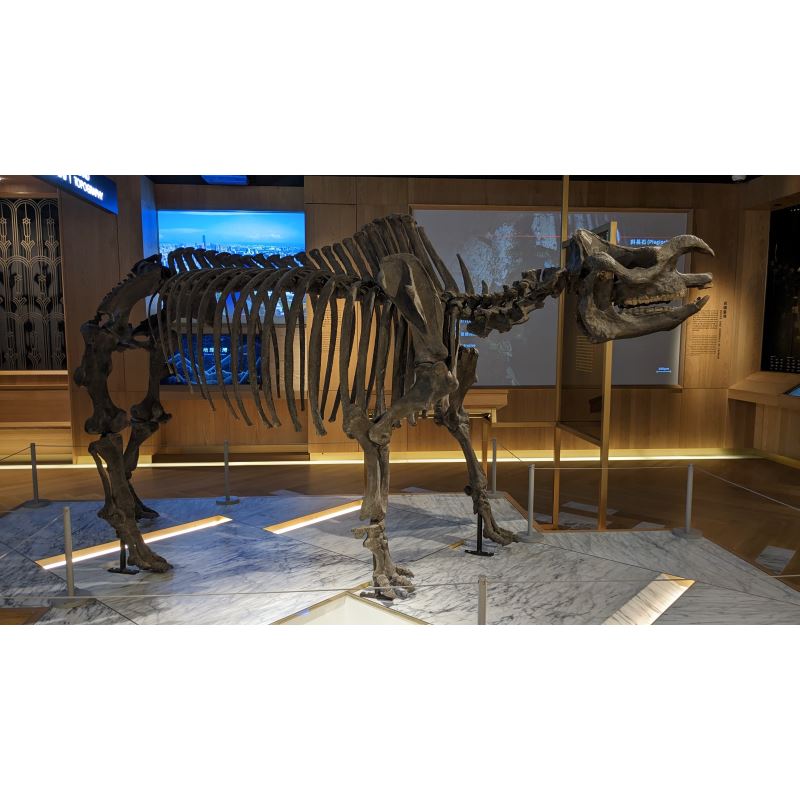 早坂犀化石標本
