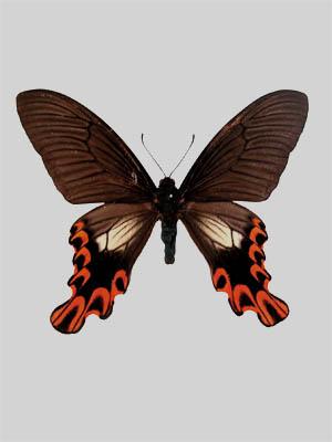 Kupu-kupu Ekor Layang-layang Lebar 