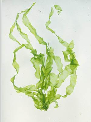 Alga Jenis Ulva fasciata