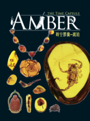 時空膠囊：琥珀