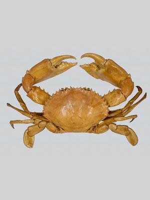Cua Bùn (Giant Mud Crab)