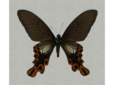 寬尾鳳蝶