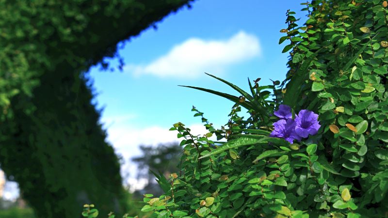 　　　　　【四季花卉】紫花蘆利草