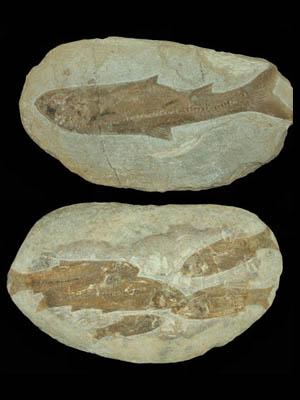 原始魚類の様子¬魚の化石