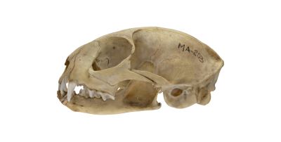 TMMA0203 石虎頭骨