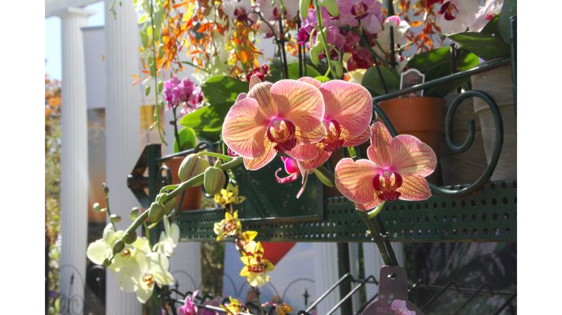 Taiwan: A World of Orchids