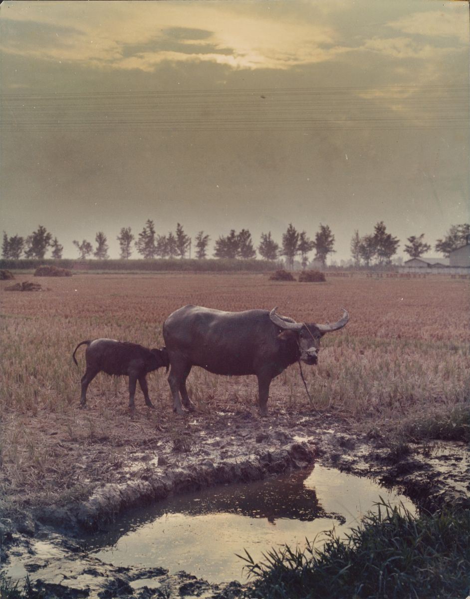 Calf Milking