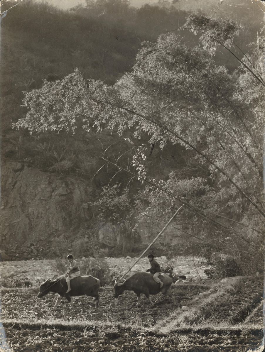 Shepherd Boys in Bamboo Grove