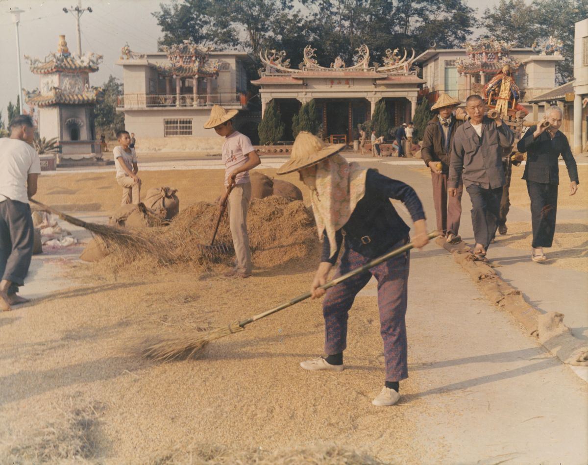 Sun Drying of Grain