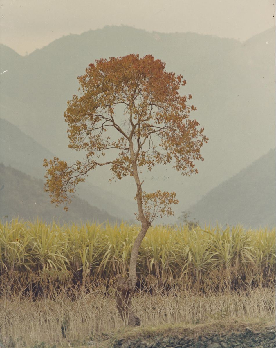 Isolated Tree