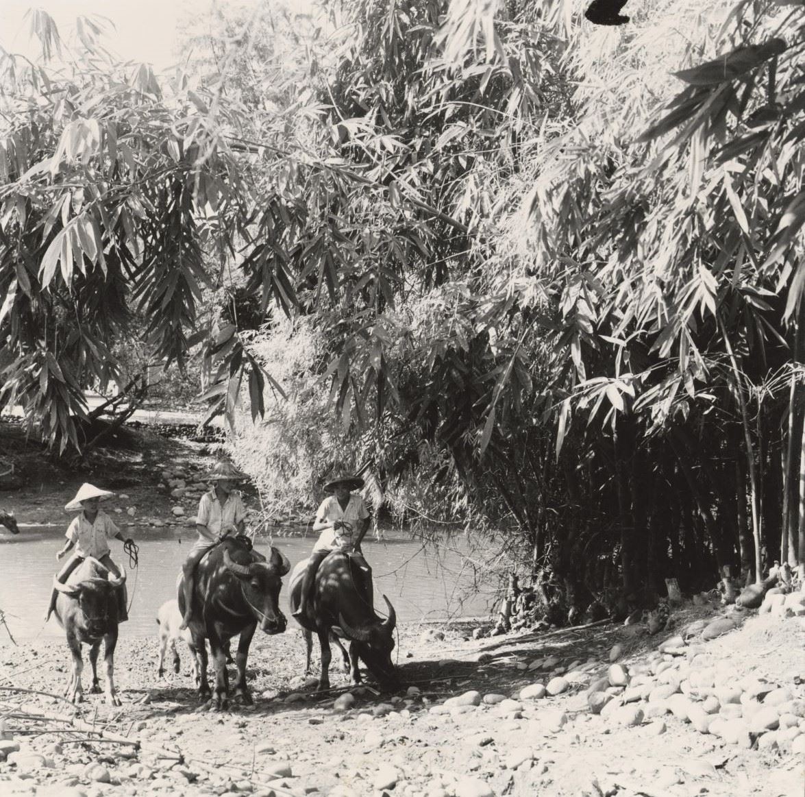 Three Boys on the Buffalos