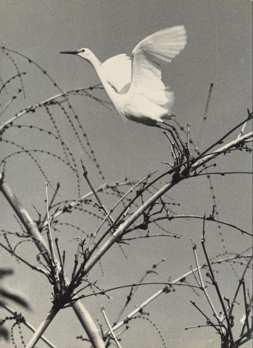 Taking Flight from the Bamboo Branches